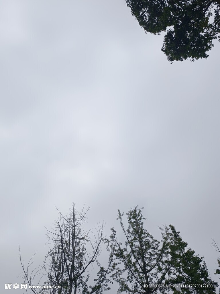 陰天中的樹木景象