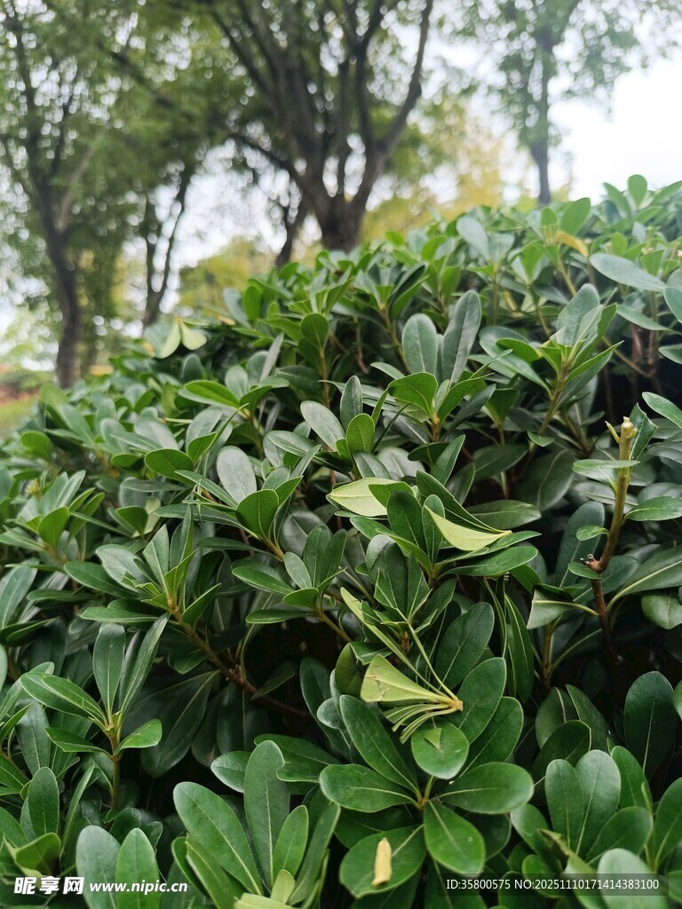 綠葉繁茂的灌木叢景觀