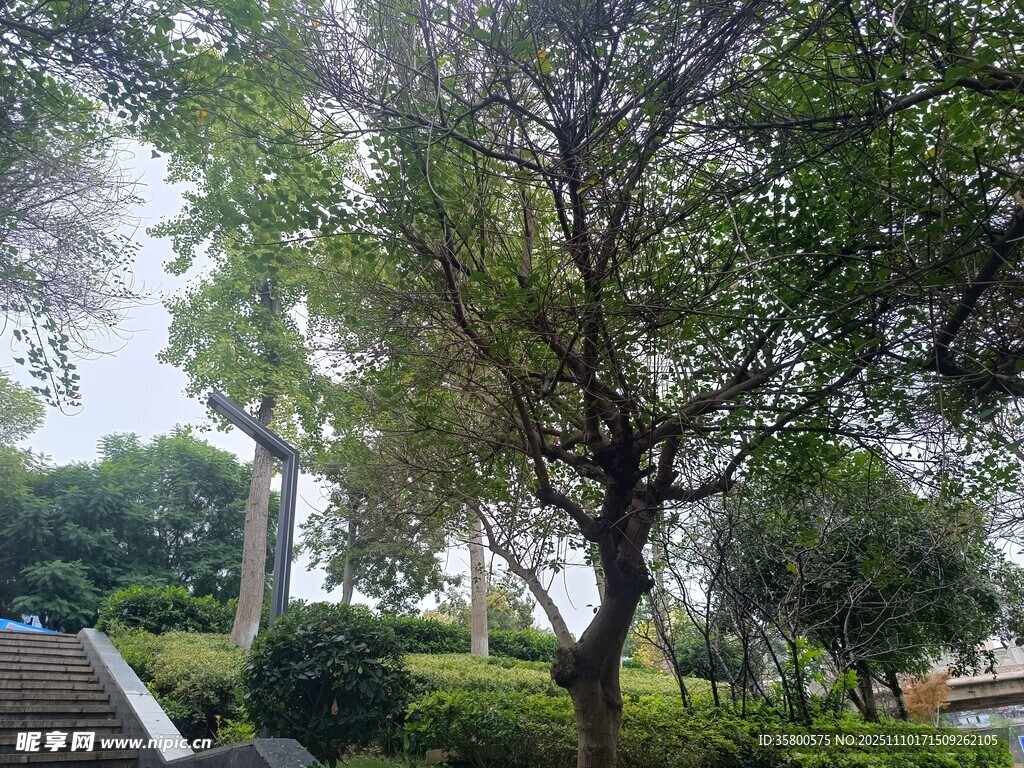 公園綠樹成蔭的景致