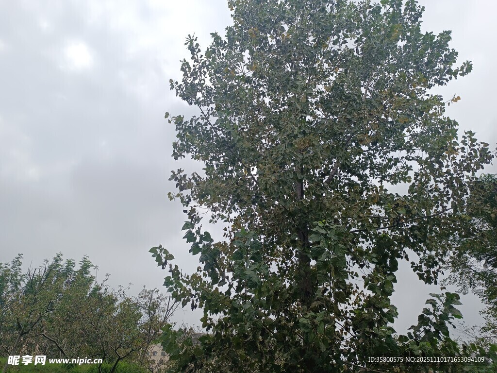 雨中挺拔的高大樹木