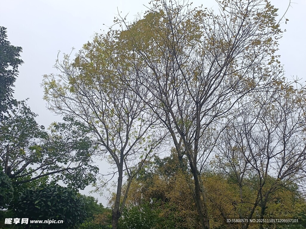 秋日樹林中的光禿樹木