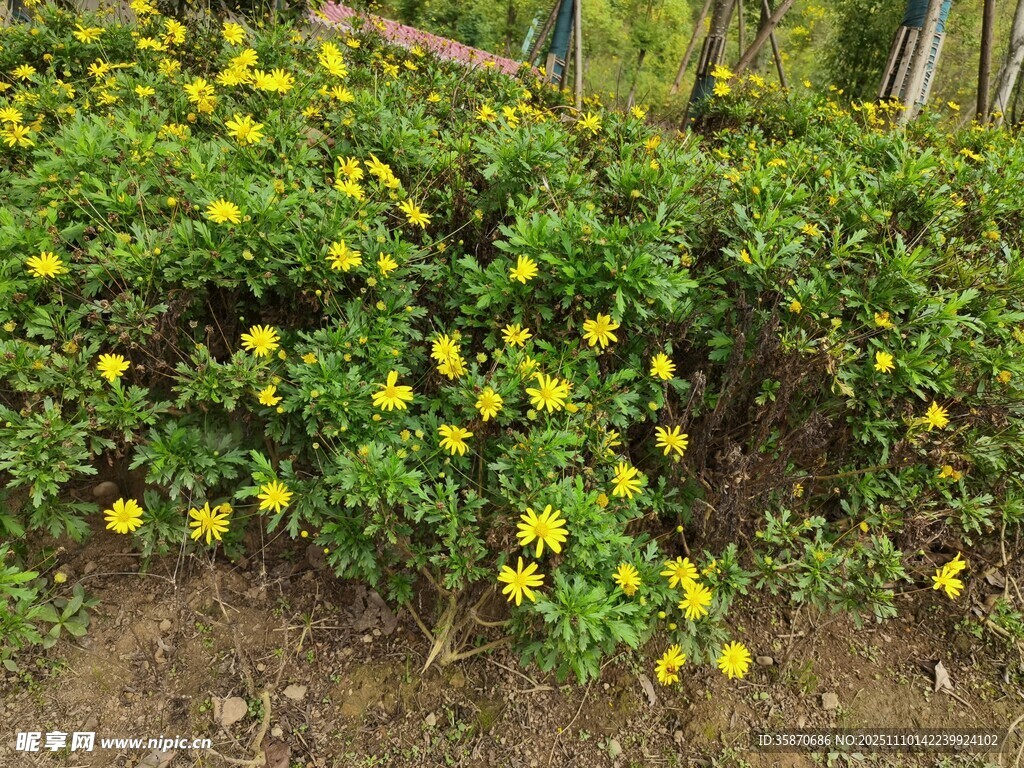 盛開的黃色小花叢