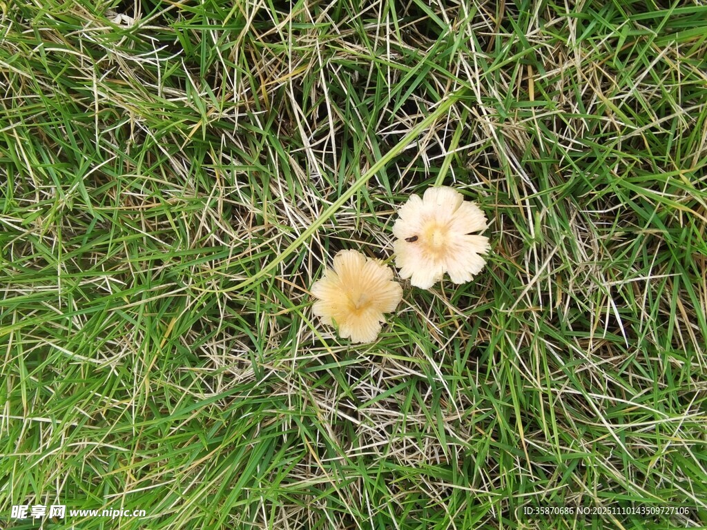 草地上的兩朵黃色小花