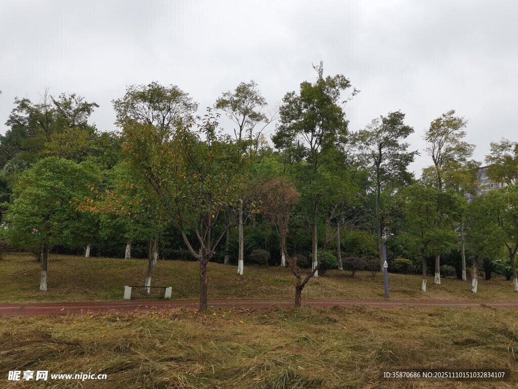 林間開闊草地自然景致