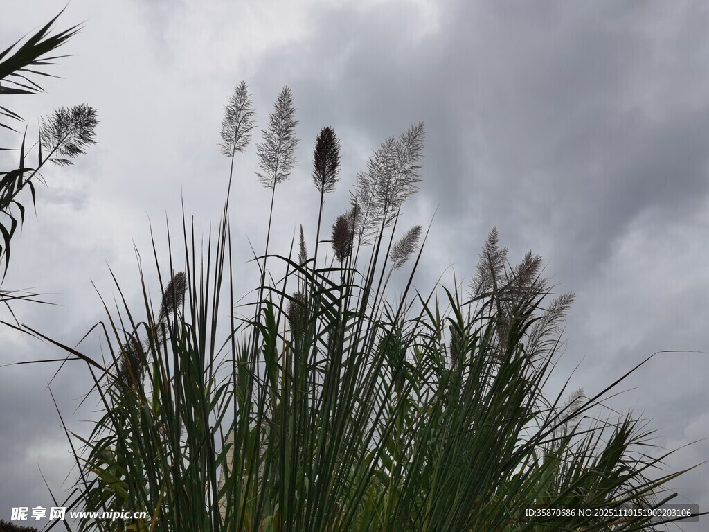 天空下的搖曳蘆葦