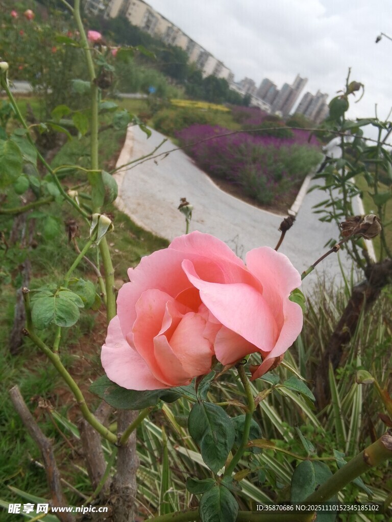 粉色花朵綻放于綠植間