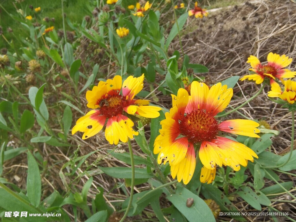 野外綻放的艷麗天人菊