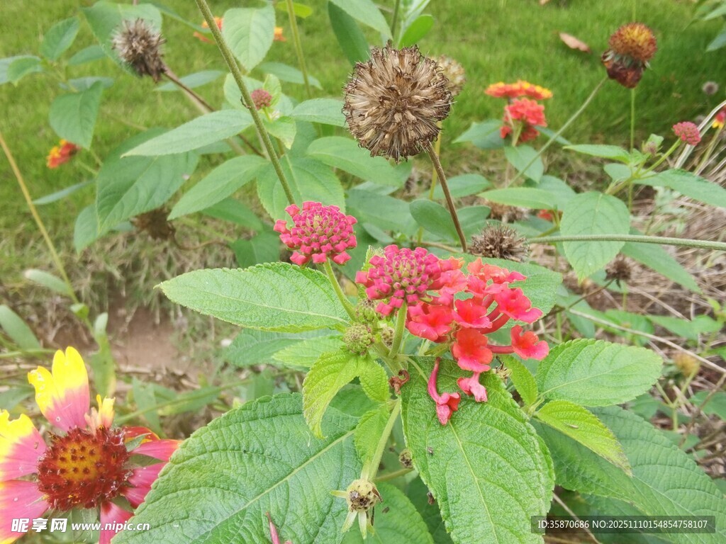鮮艷花叢中的多彩花卉