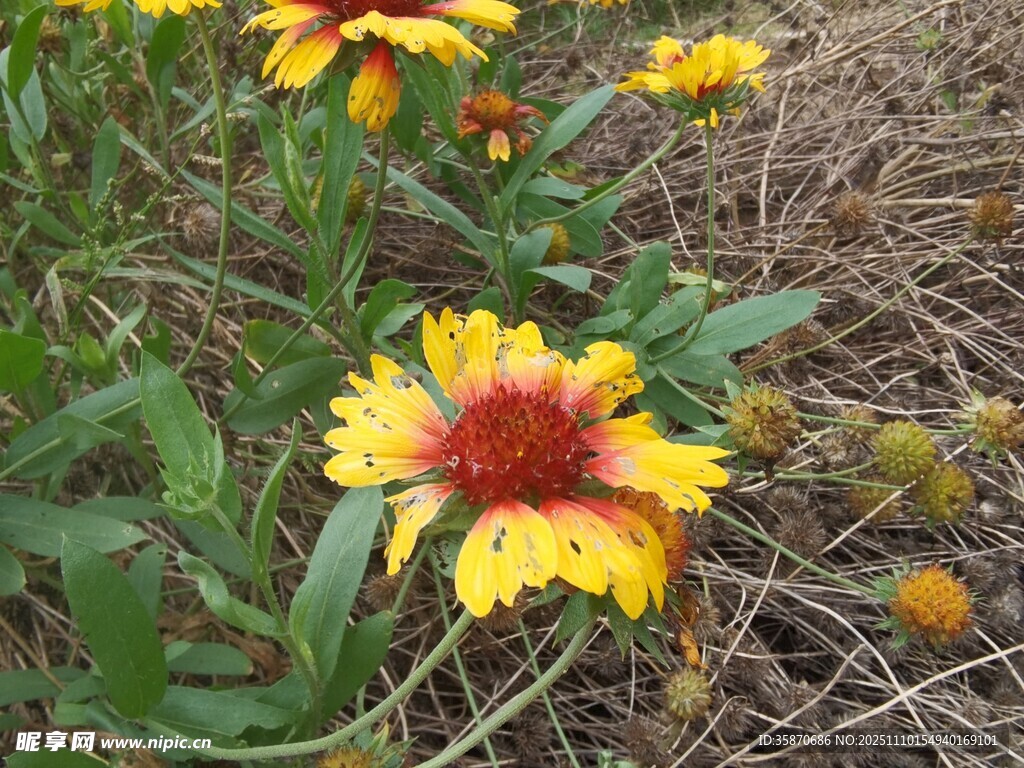 野外艷麗的雙色金雞菊