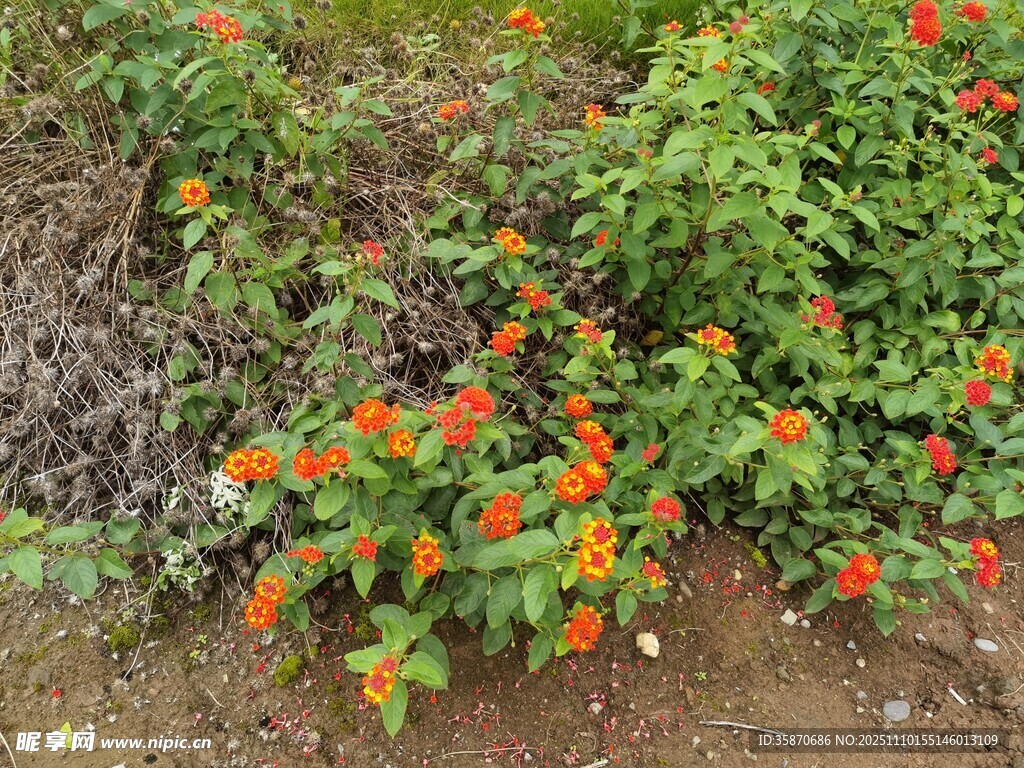 鮮艷花叢中的橙色小花