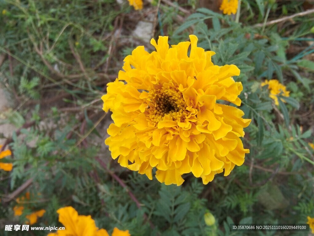 綻放的黃色萬(wàn)壽菊