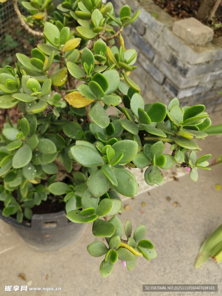 盆栽綠植生機盎然