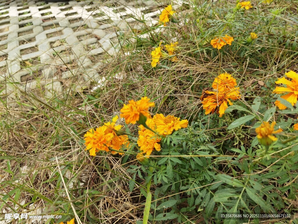 路邊綻放的鮮艷黃色花朵