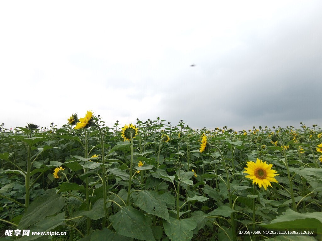 田野中的燦爛向日葵
