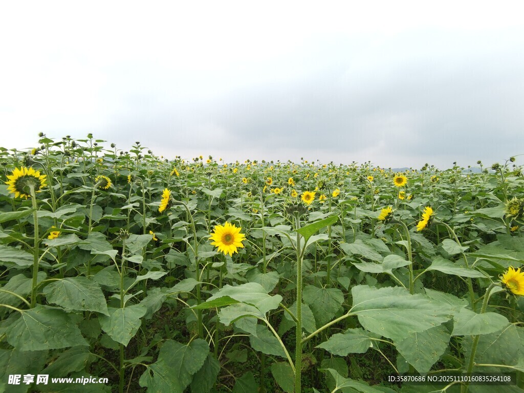 向日葵花海綻放的燦爛
