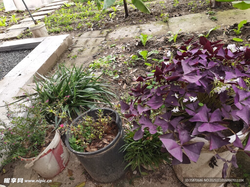 庭院中的多彩盆栽植物