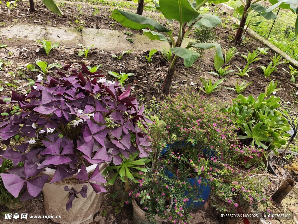 多彩盆栽植物展示