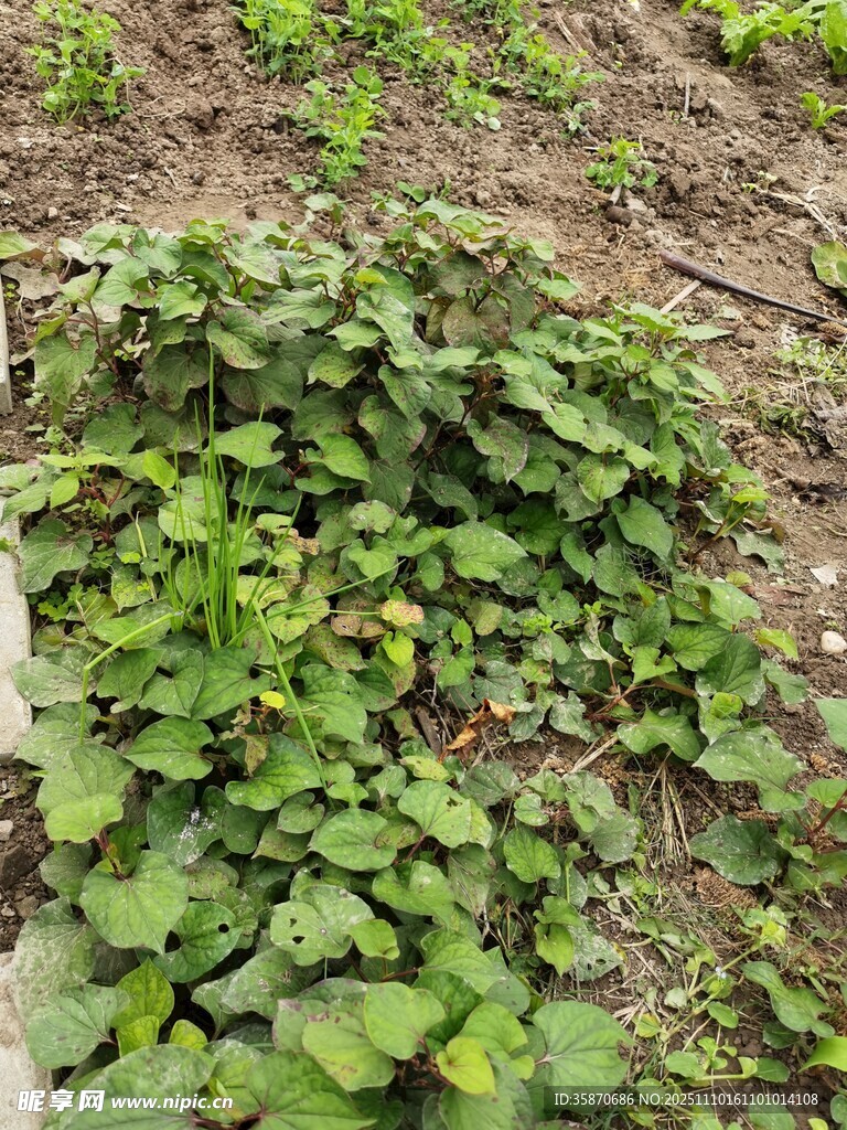 地面生長(zhǎng)的綠色植物