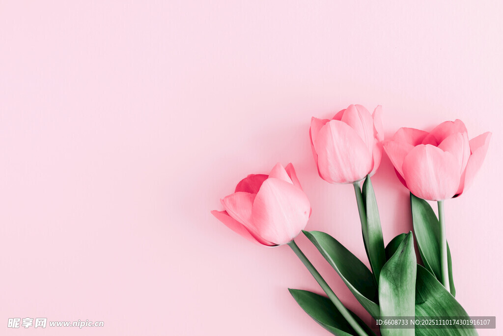 粉色背景上的嬌艷郁金香