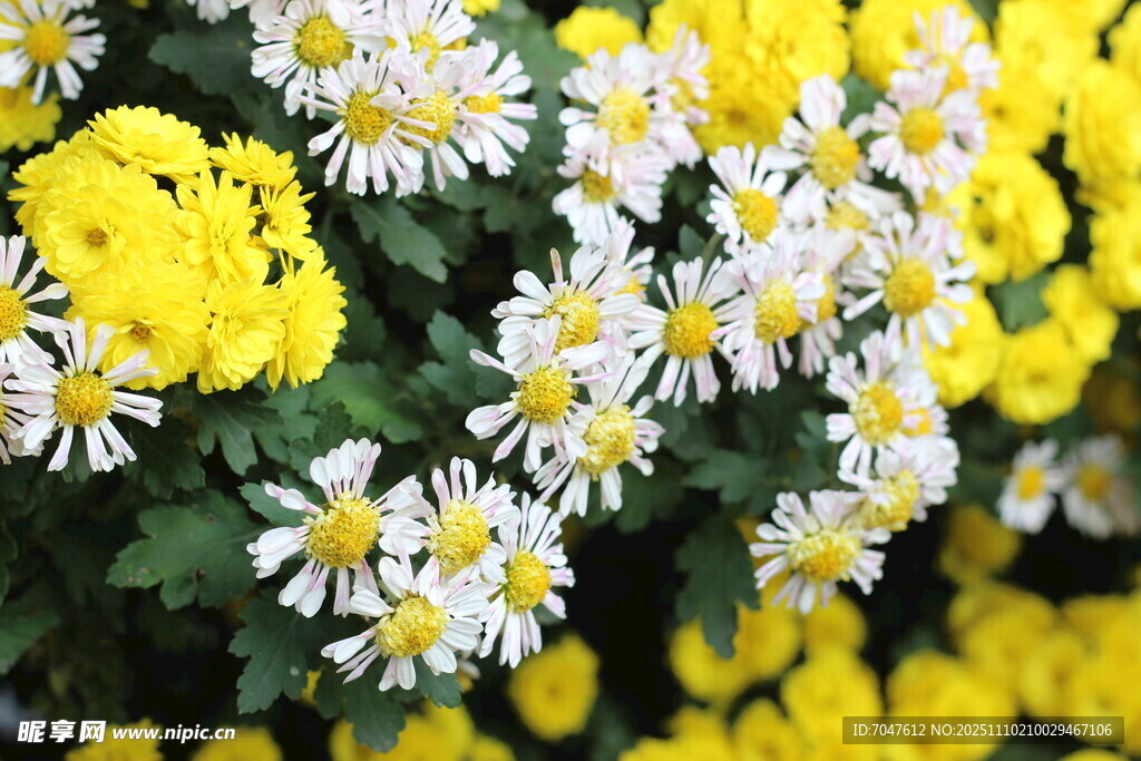 黃白菊花綻放美景