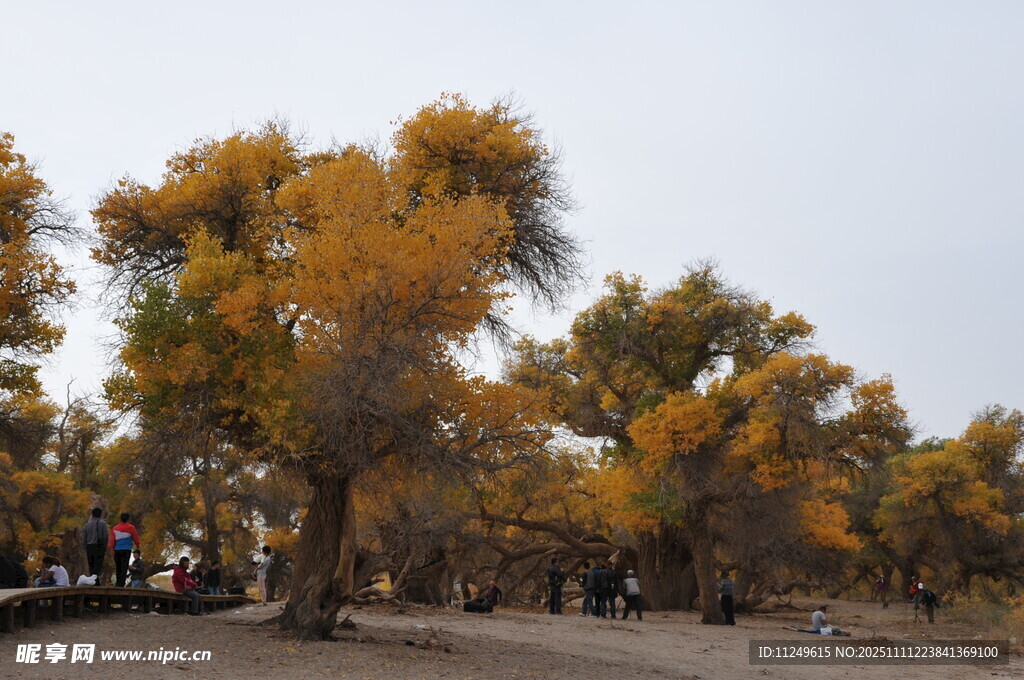 金秋胡楊林美景