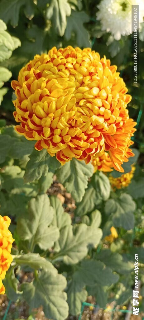 橙黃花朵綻放生機(jī)