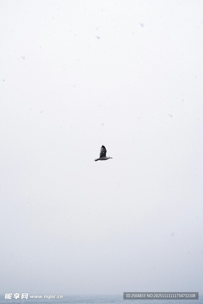 ?？瞻肯璧墓陋?dú)飛鳥