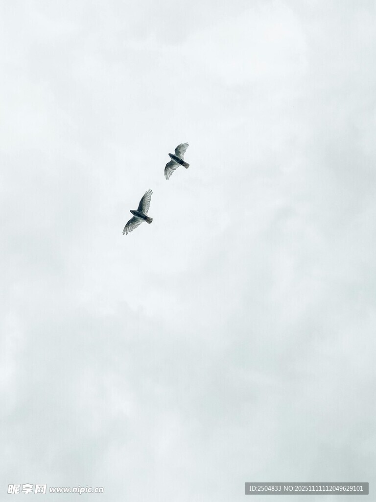 雙鳥翱翔天際