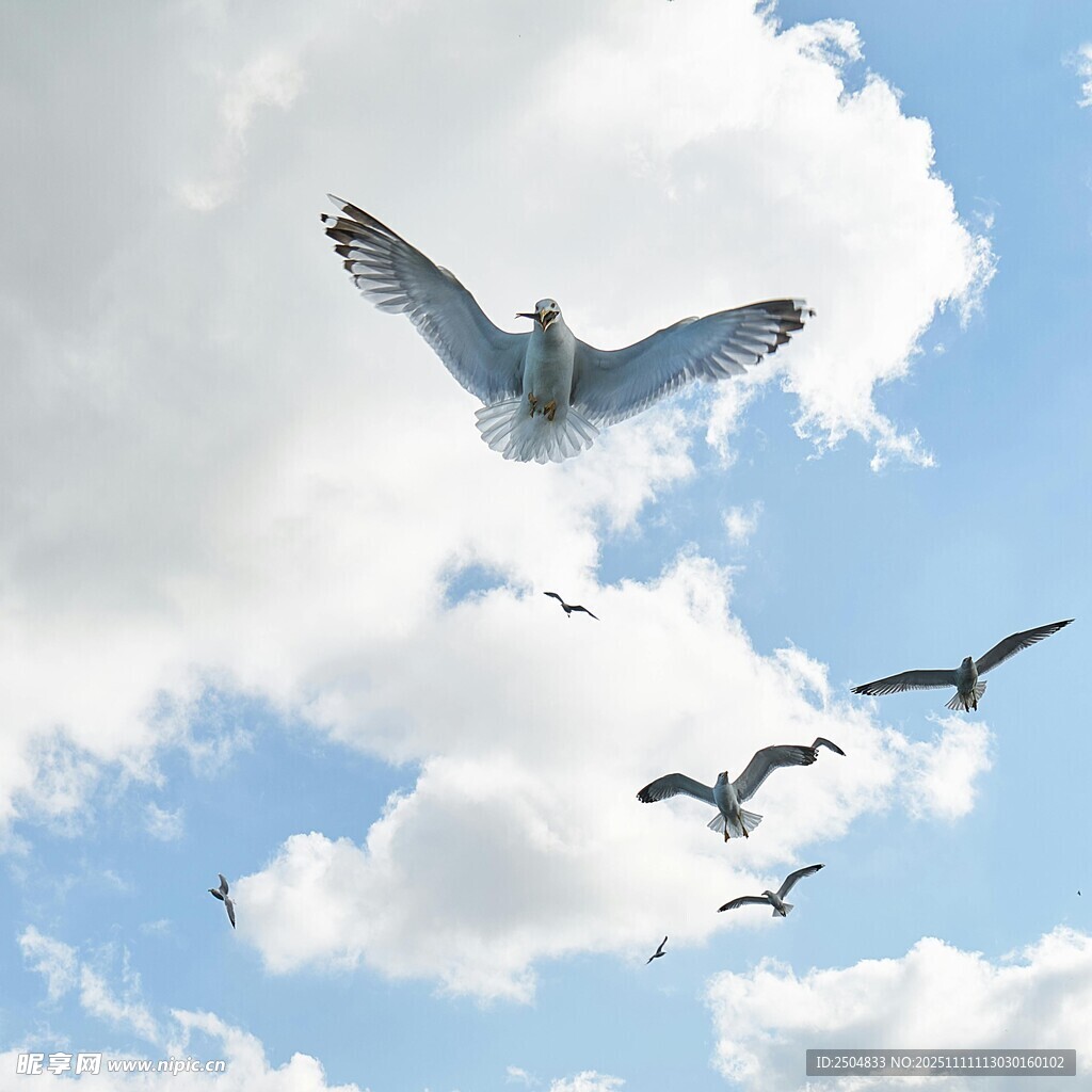 藍(lán)天飛鳥圖