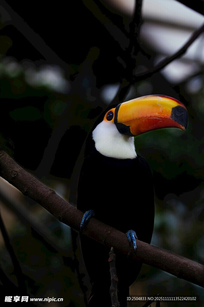 巨嘴鳥棲息于樹枝間