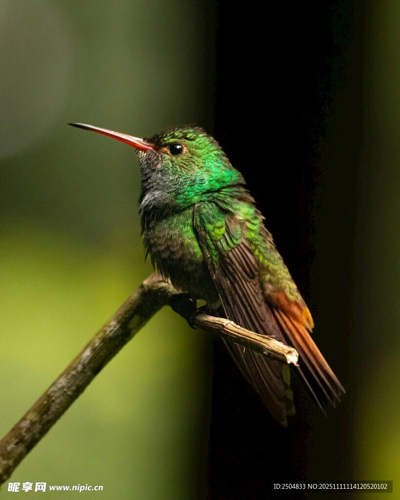 翠綠蜂鳥棲息枝頭