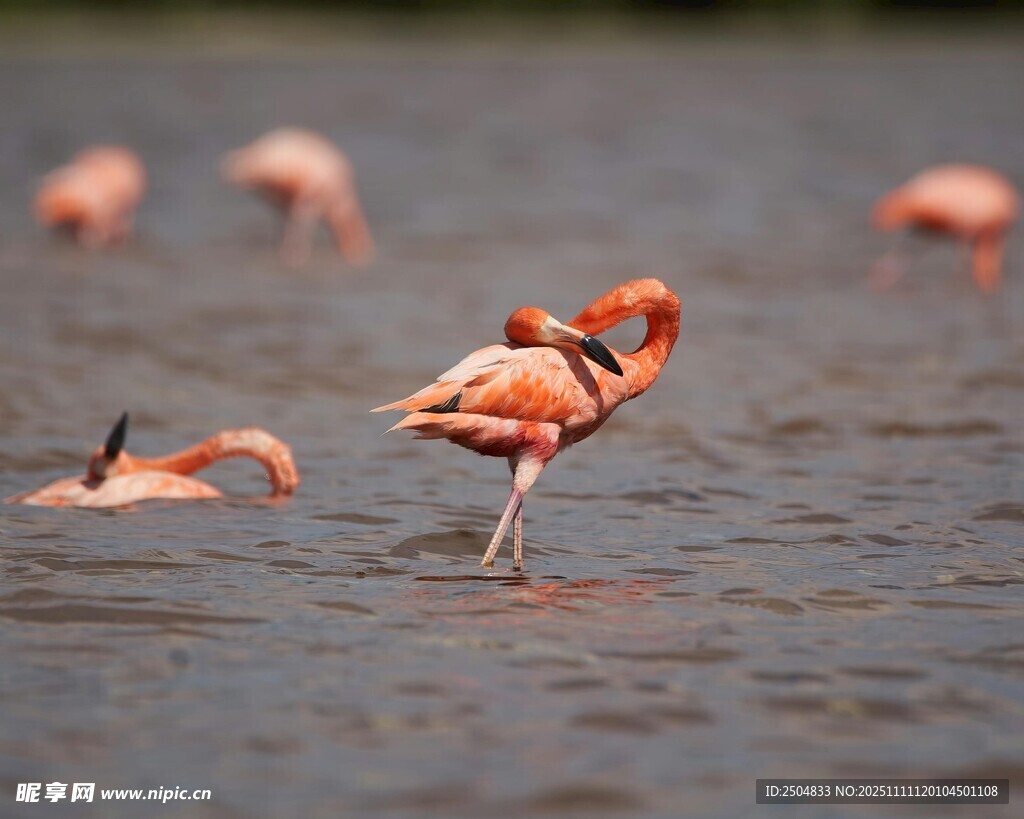 水中火烈鳥優(yōu)雅身姿