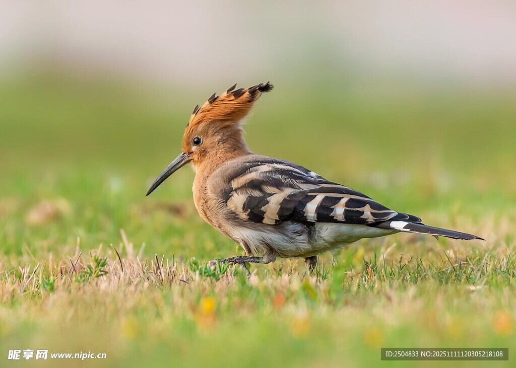 草地上的戴勝鳥