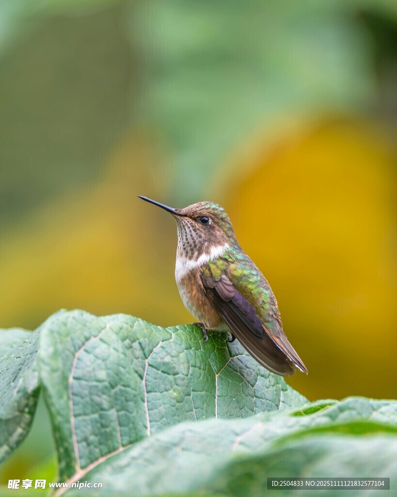 綠葉上的小巧蜂鳥
