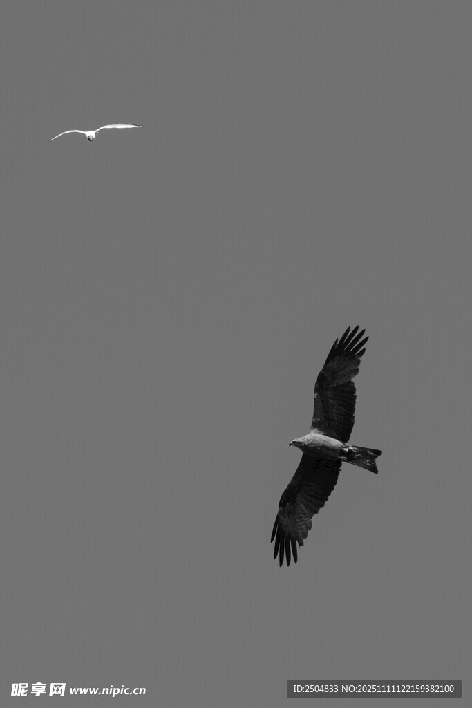 空中翱翔的飛鳥