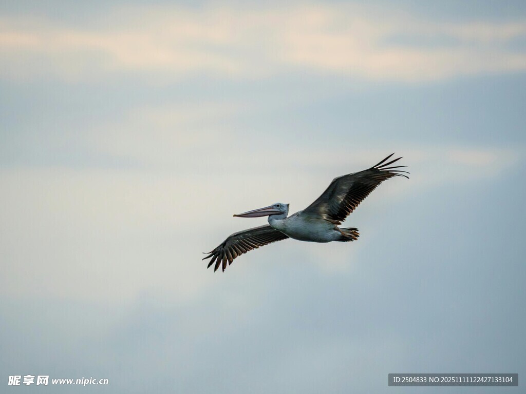 天空中展翅飛翔的鵜鶘