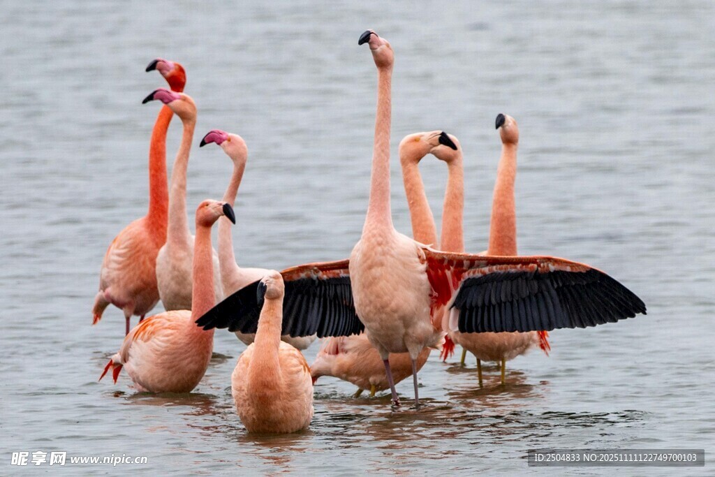 水中的火烈鳥(niǎo)群