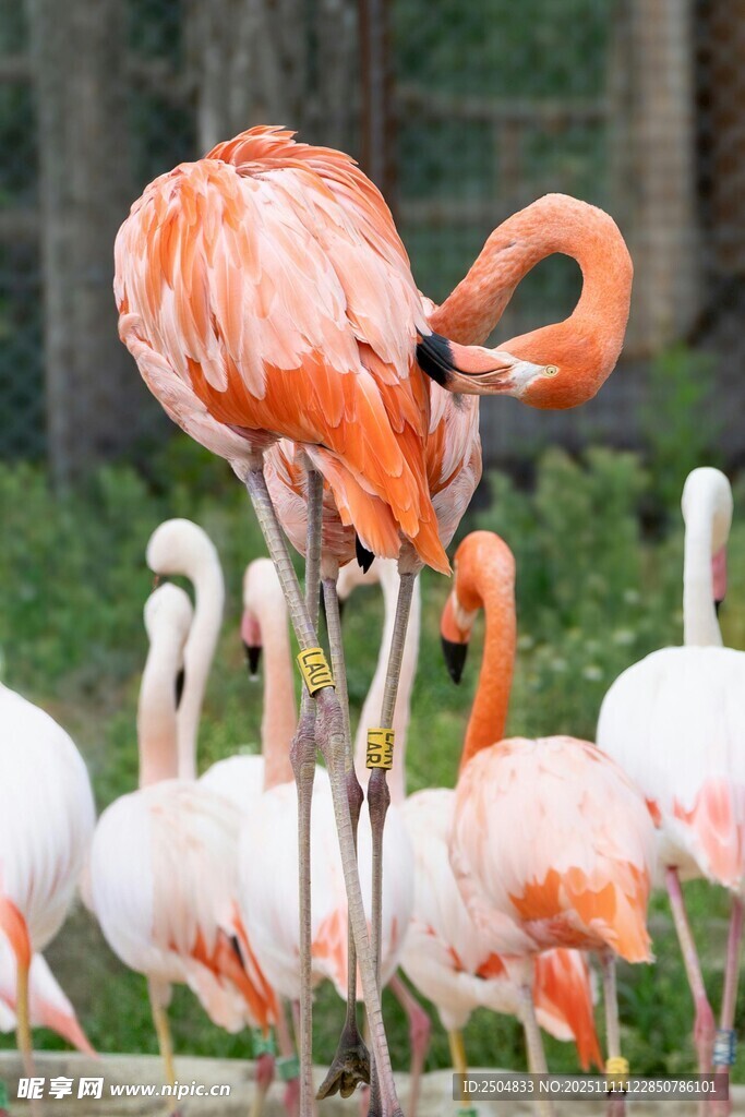 優(yōu)雅火烈鳥群的美麗姿態(tài)