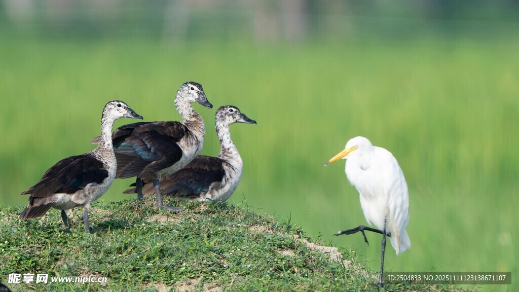 白鷺與水鳥棲息于草地