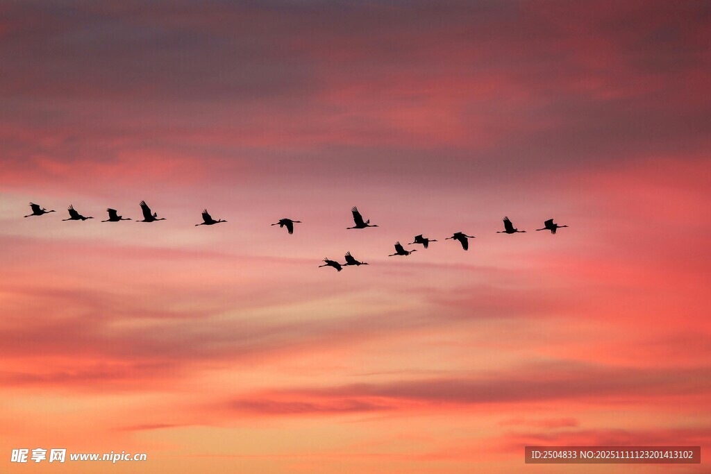 夕陽下群鳥翱翔天際