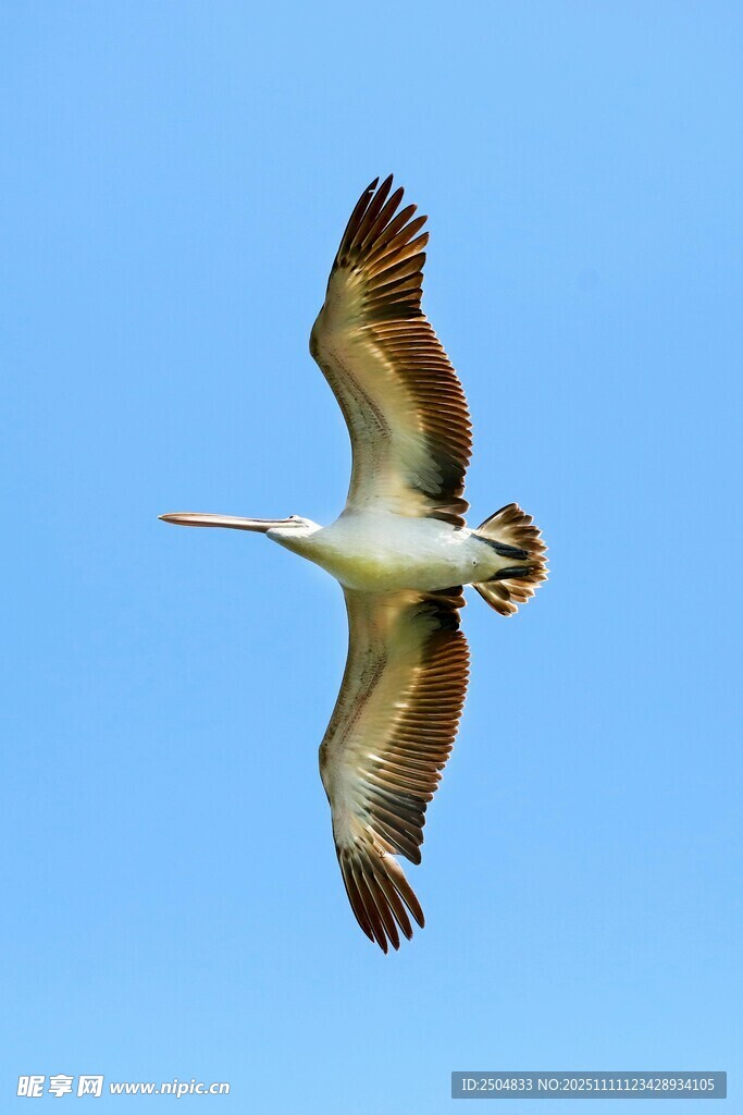 翱翔藍天的鵜鶘