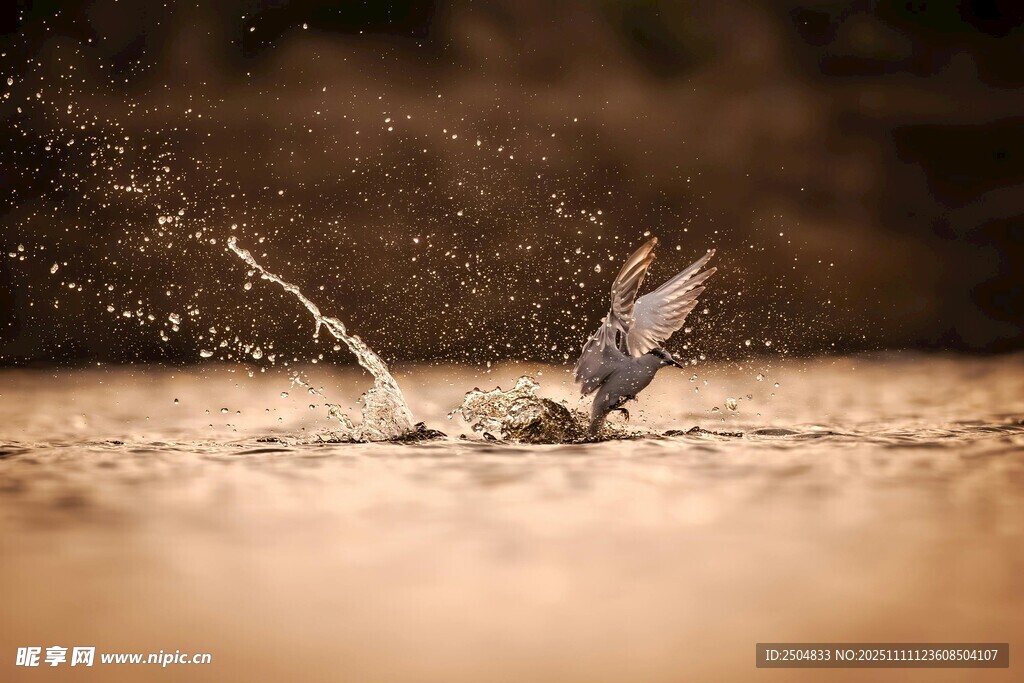 飛鳥(niǎo)入水濺起水花瞬間