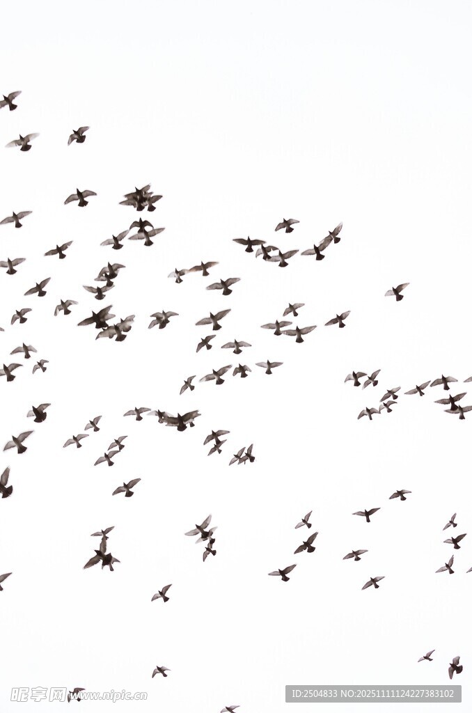 群鳥翱翔天際