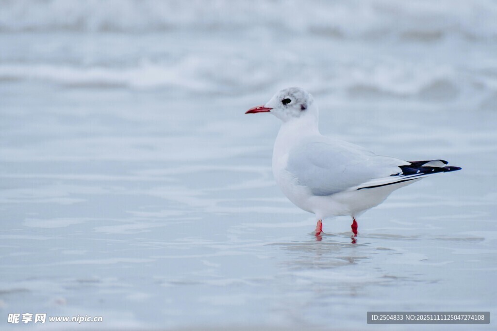 海邊獨站的白色海鷗