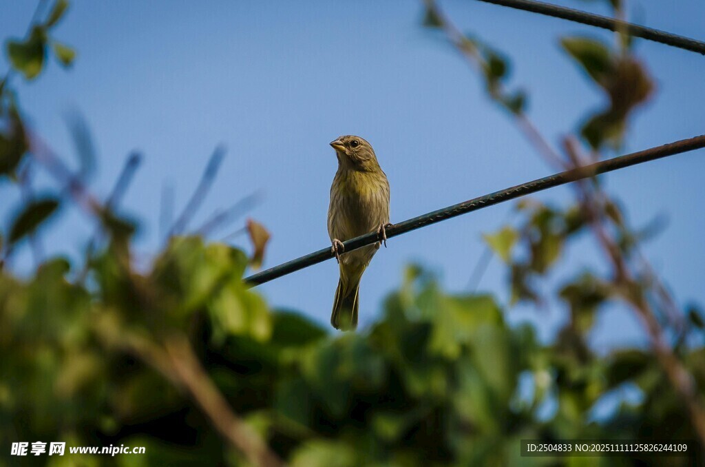 枝頭小鳥 靜享自然時光