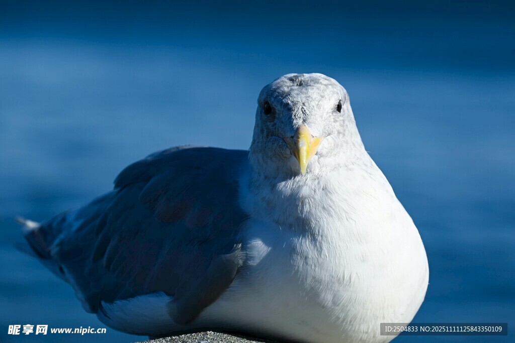 海邊海鷗特寫