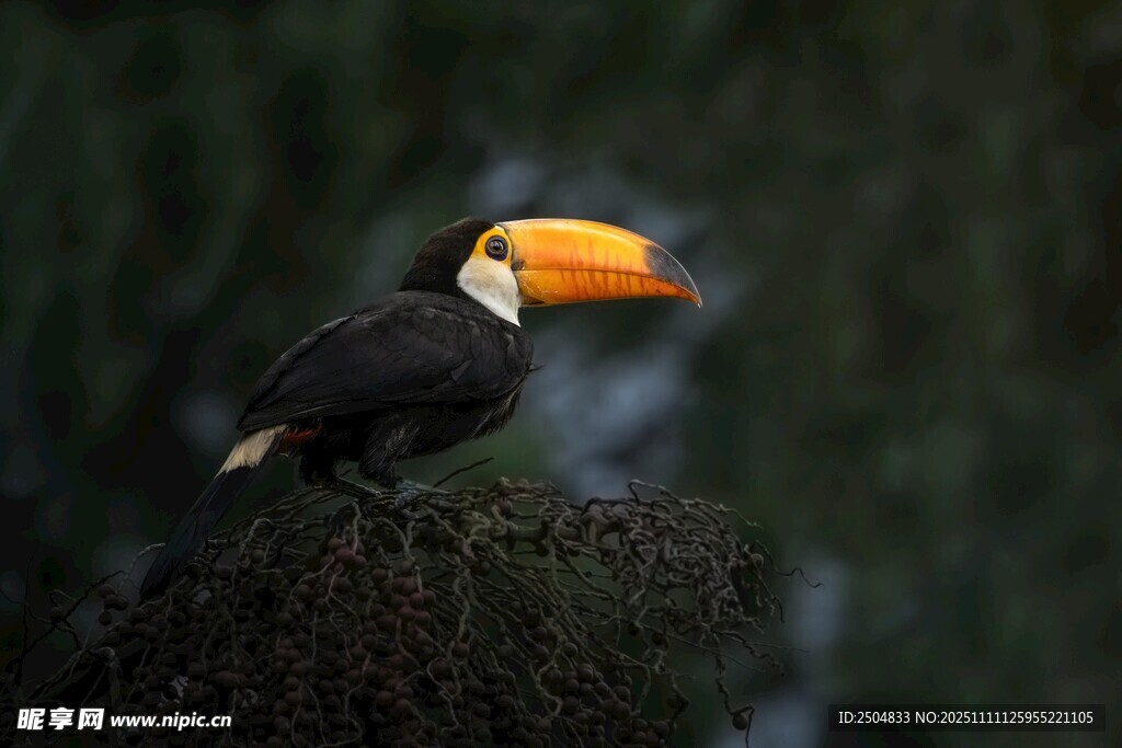 巨嘴鳥棲息于枝頭