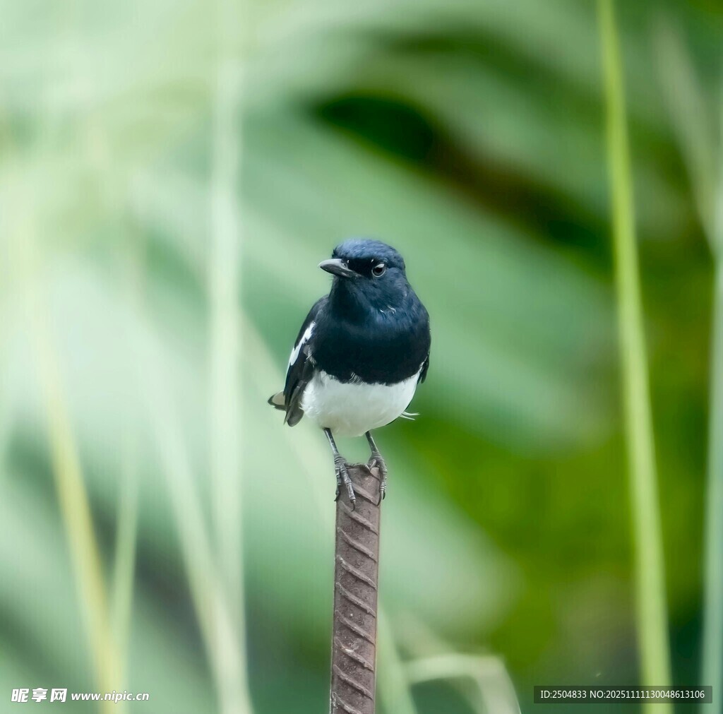 黑白色小鳥立于枝頭