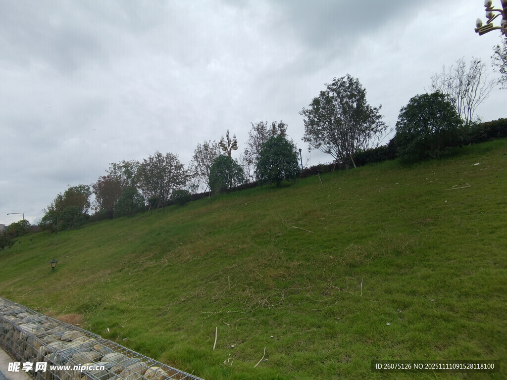 山坡草地與樹木的景致