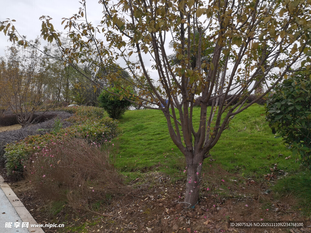 路邊小樹與綠意景致